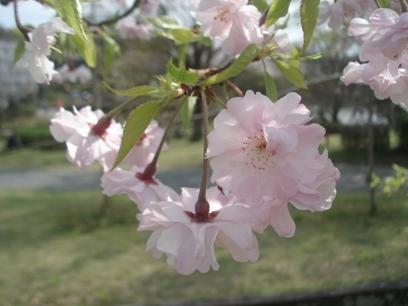 八重紅枝垂れ桜 画像