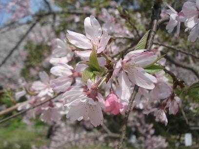 紅枝垂れ桜 画像