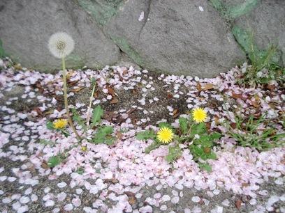 画像を等倍で表示します 画像