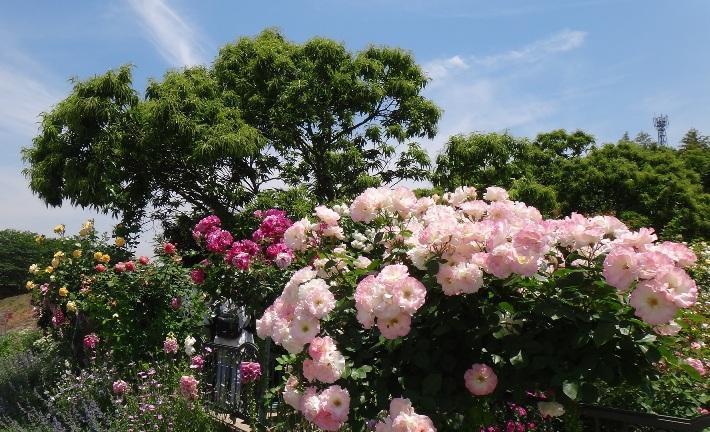 画像を等倍で表示します 画像