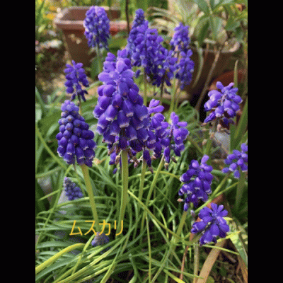 2023-3月の花.gif