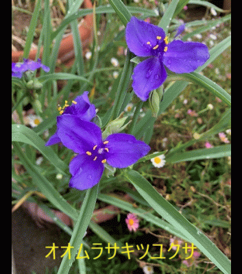 2023-5月編集画像.gif