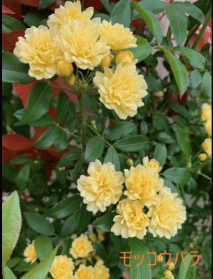 4月の花.gif