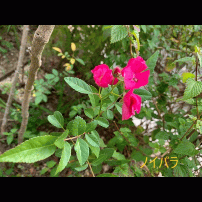 スライドショー.gif