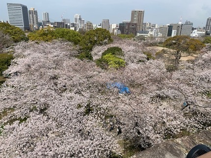 IMG_4358満開.jpg